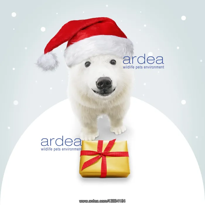 : Polar Bear, wearing Christmas hat with Christmas : Polar Bear, wearing Christmas hat with Christmas