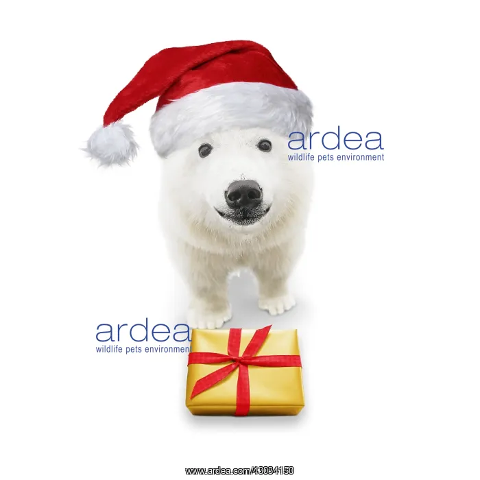 : Polar Bear, wearing Christmas hat with Christmas present : Polar Bear, wearing Christmas hat with Christmas present