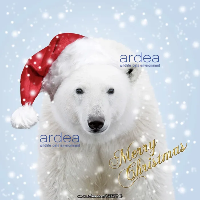 : Polar Bear - wearing Christmas hat in falling snow : Polar Bear - wearing Christmas hat in falling snow
