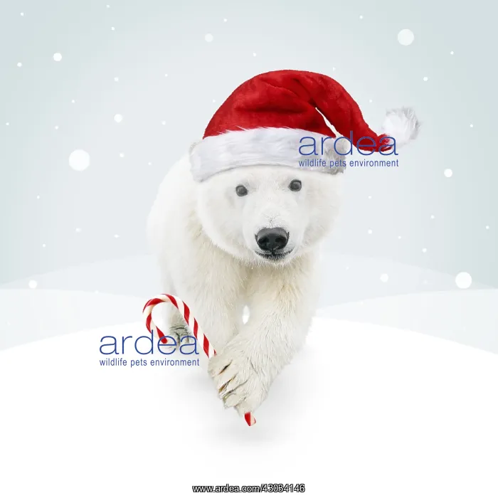 : Polar Bear, wearing Christmas hat and holding : Polar Bear, wearing Christmas hat and holding