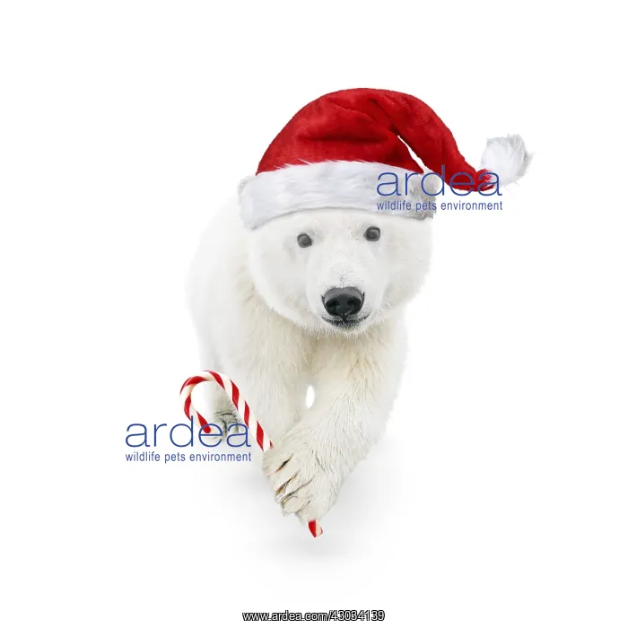 : Polar Bear, wearing Christmas hat and holding candy cane : Polar Bear, wearing Christmas hat and holding candy cane