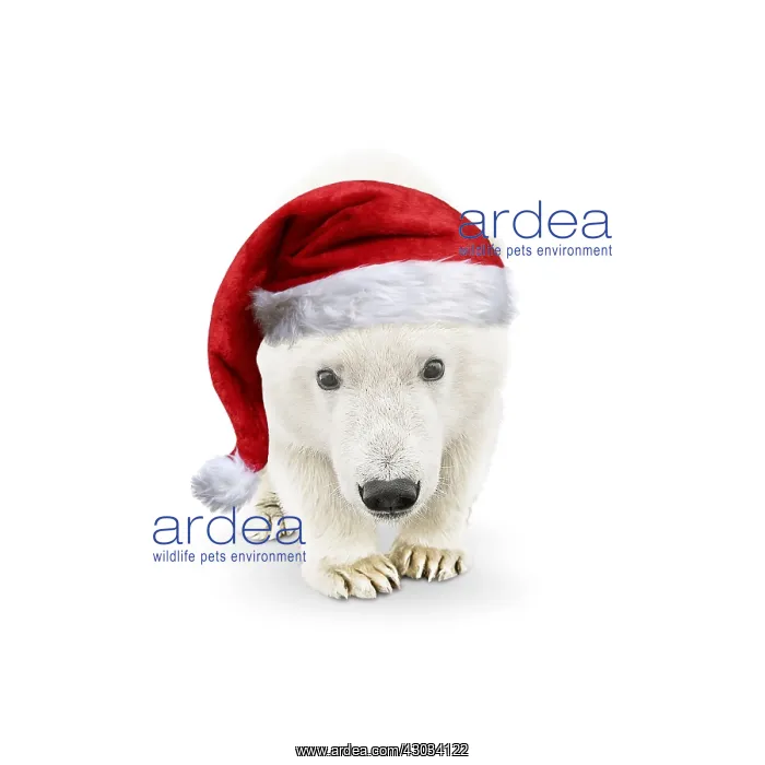 : Polar Bear, wearing Christmas hat in illustrated : Polar Bear, wearing Christmas hat in illustrated
