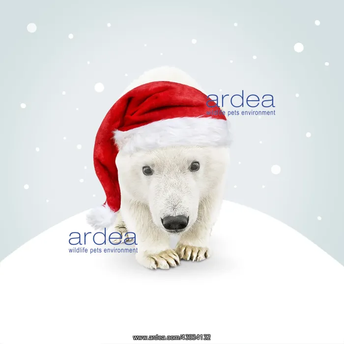  : Polar Bear, wearing Christmas hat in illustrated