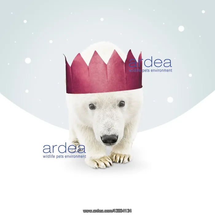 : Polar Bear, wearing Christmas hat in illustrated : Polar Bear, wearing Christmas hat in illustrated