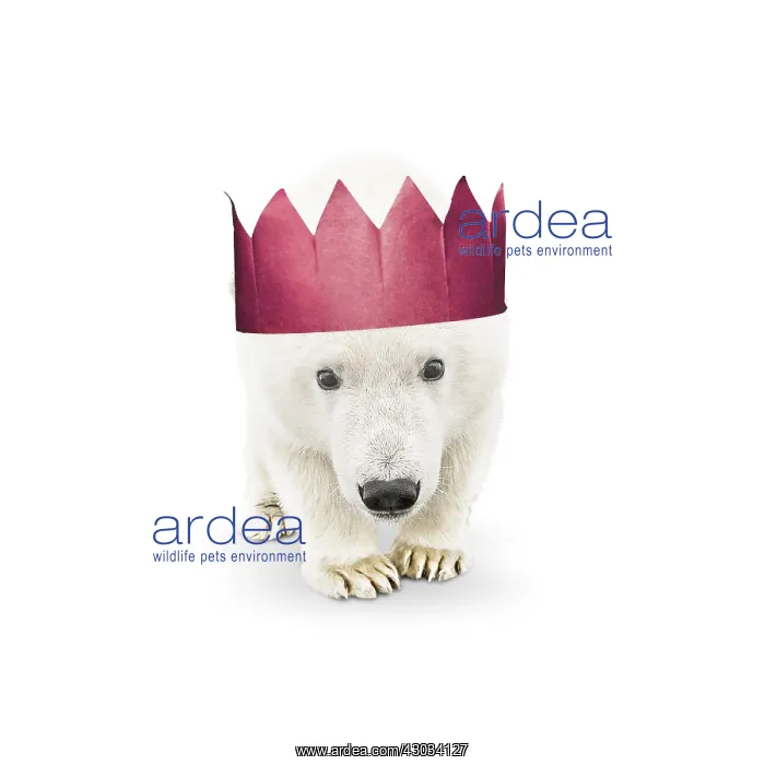  : Polar Bear, wearing Christmas party hat