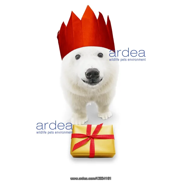  : Polar Bear, wearing Christmas party hat with