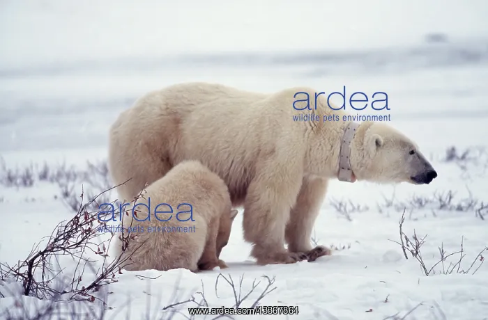 : Polar Bear - wearing RADIO COLLAR, with cub : Polar Bear - wearing RADIO COLLAR, with cub