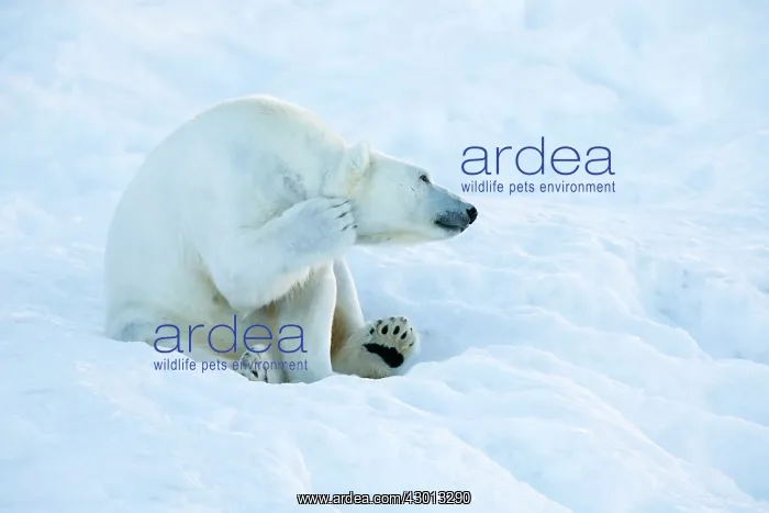 : Polar Bear in winter snow Ranua Wildlife Park, Finland : Polar Bear in winter snow Ranua Wildlife Park, Finland