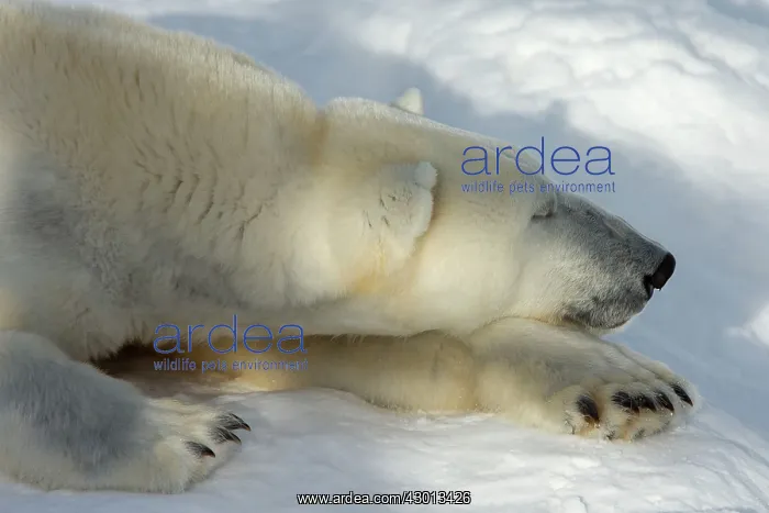 : Polar Bear in winter snow Ranua Wildlife Park, Finland : Polar Bear in winter snow Ranua Wildlife Park, Finland