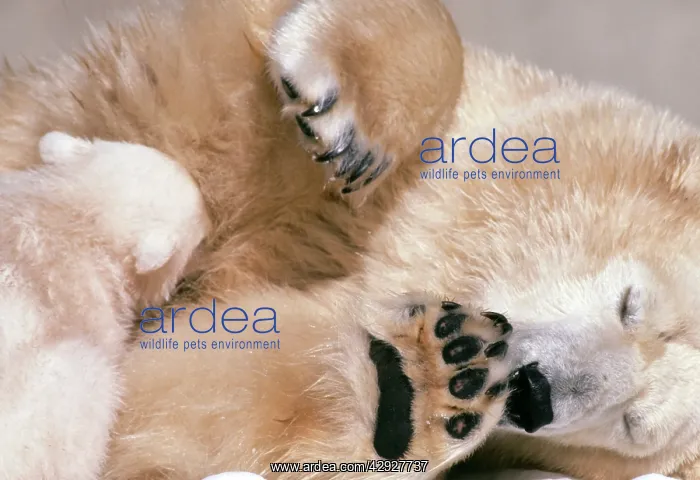 : Polar Bear -with cub, nestling : Polar Bear -with cub, nestling