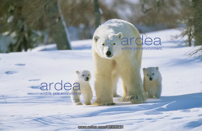 : POLAR BEAR and x two cubs walking alongside : POLAR BEAR and x two cubs walking alongside