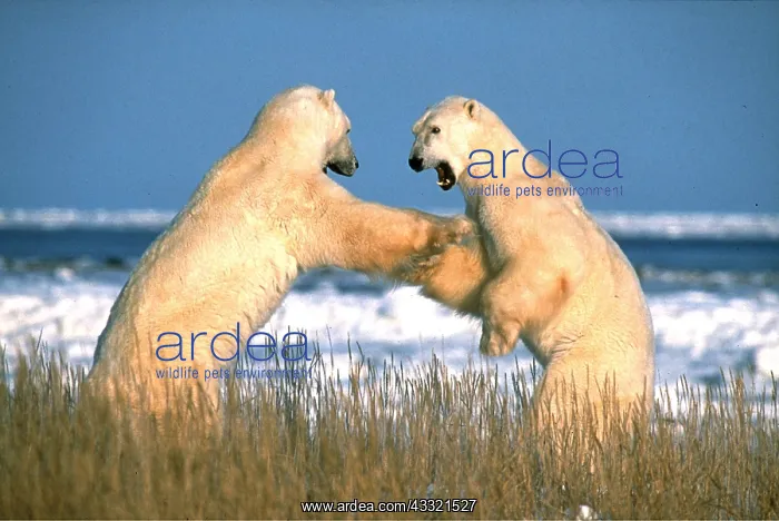 : POLAR BEAR - x two fighting : POLAR BEAR - x two fighting
