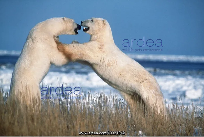 : POLAR BEAR - x two fighting : POLAR BEAR - x two fighting