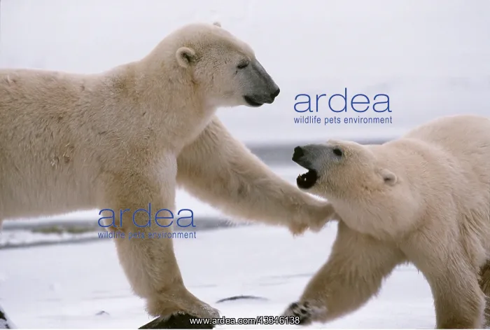 : Polar Bear x two fighting, facing : Polar Bear x two fighting, facing