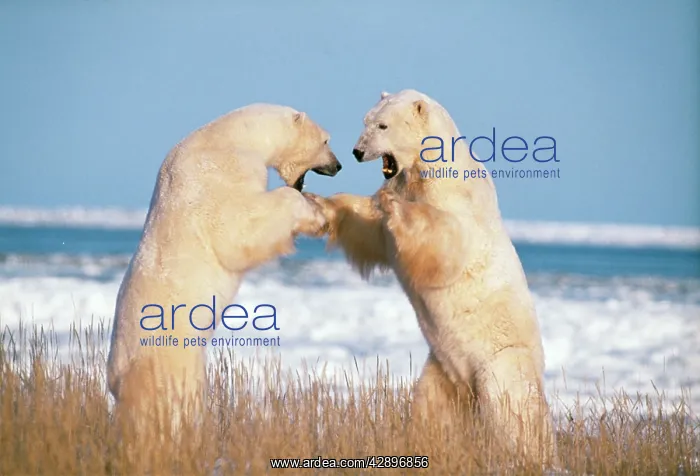 : Polar Bear - x2 fighting : Polar Bear - x2 fighting