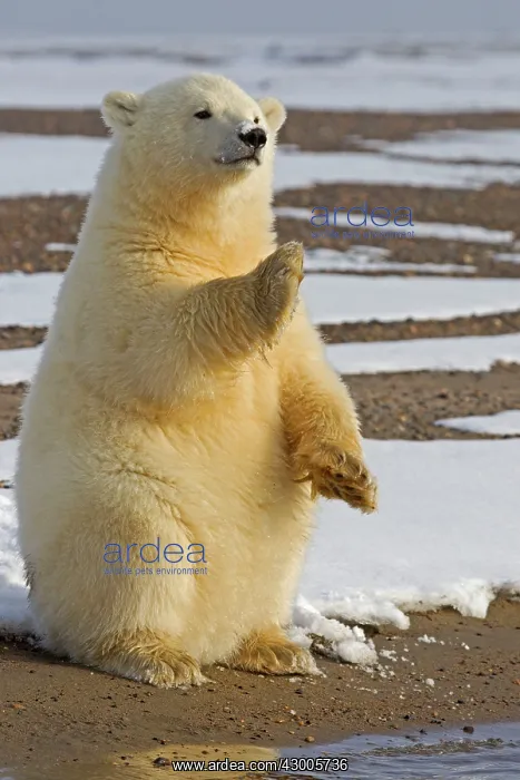 : Polar Bear year old cub Autumn : Polar Bear year old cub Autumn