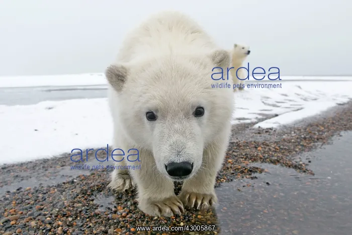 : Polar Bear one year old cub Autumn : Polar Bear one year old cub Autumn