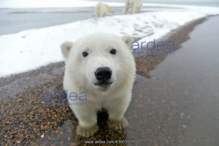 : Polar Bear one year old cub Autumn : Polar Bear one year old cub Autumn