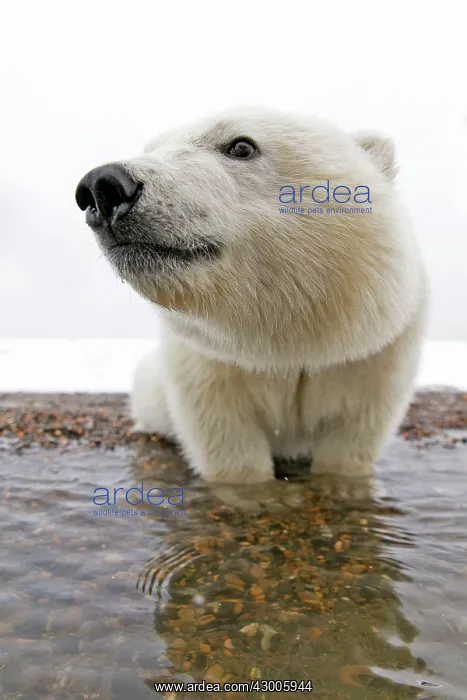 : Polar Bear one year old cub Autumn : Polar Bear one year old cub Autumn