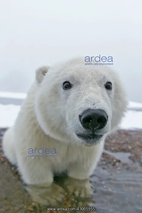 : Polar Bear one year old cub Autumn : Polar Bear one year old cub Autumn