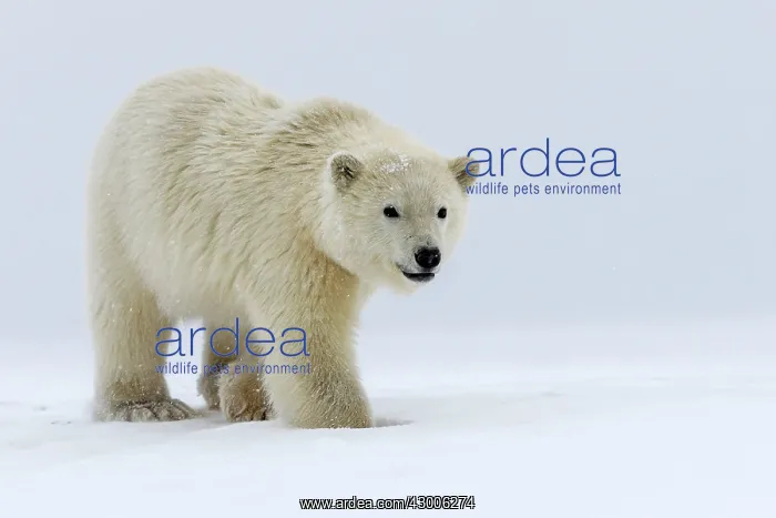 : Polar Bear one year old cub Autumn : Polar Bear one year old cub Autumn