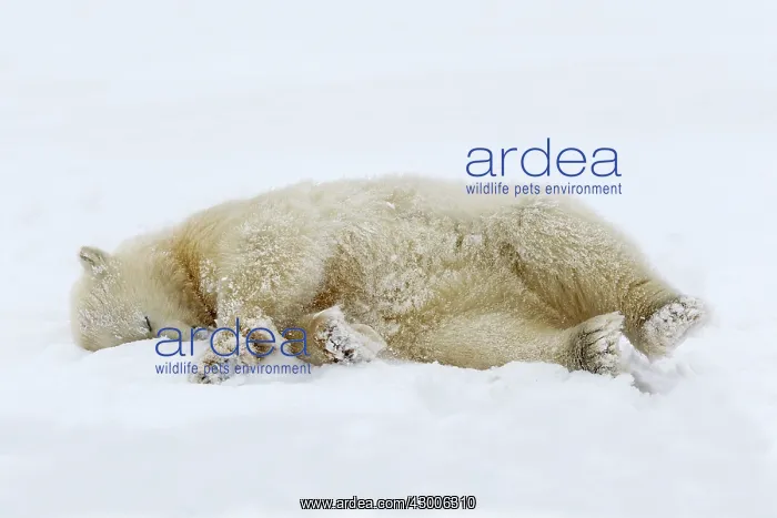 : Polar Bear one year old cub Autumn : Polar Bear one year old cub Autumn