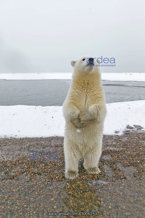 : Polar Bear one year old cub standing on hind legs : Polar Bear one year old cub standing on hind legs