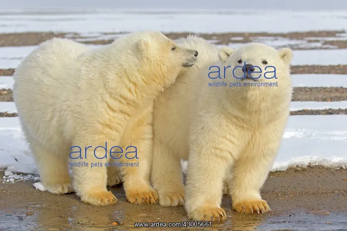 : Polar Bear year old cubs Autumn : Polar Bear year old cubs Autumn