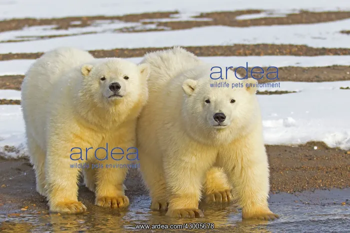 : Polar Bear year old cubs Autumn : Polar Bear year old cubs Autumn