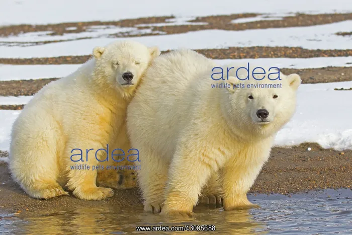 : Polar Bear year old cubs Autumn : Polar Bear year old cubs Autumn
