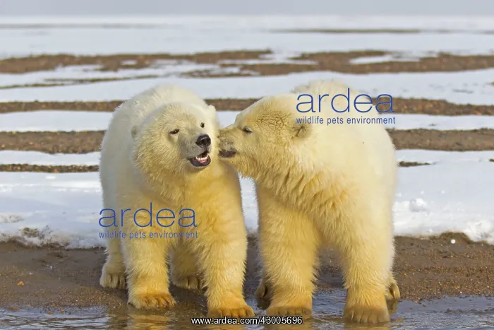 : Polar Bear year old cubs Autumn : Polar Bear year old cubs Autumn