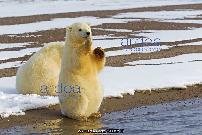  : Polar Bear year old cubs Autumn