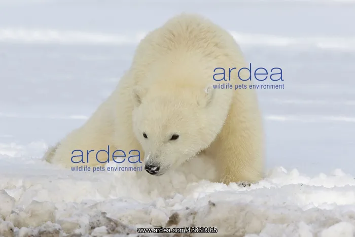 : Polar Bear - yearling : Polar Bear - yearling