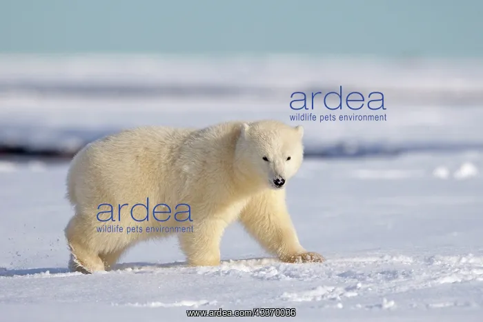 : Polar Bear - yearling : Polar Bear - yearling