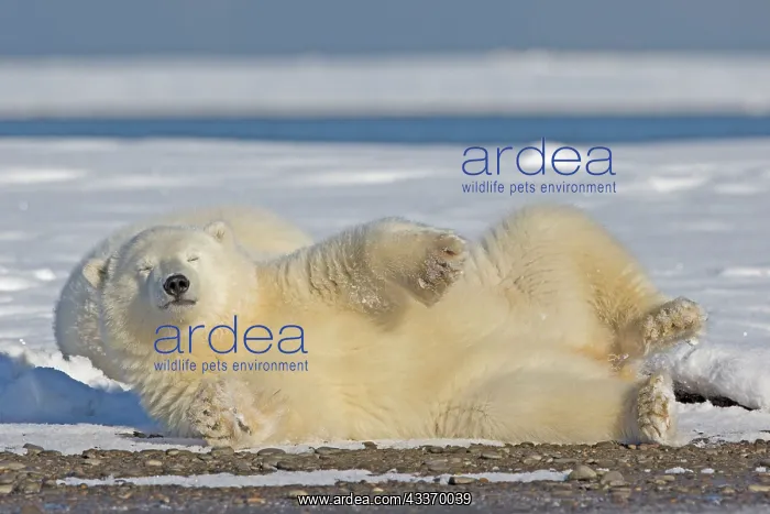 : Polar Bear - yearling : Polar Bear - yearling