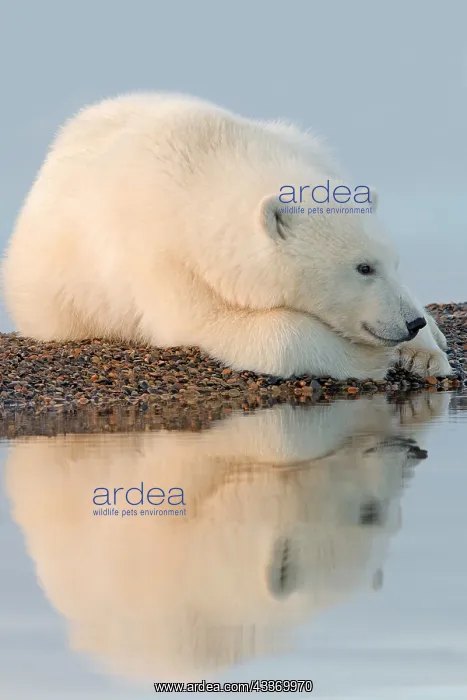 : Polar Bear - yearling along a barrier island outside : Polar Bear - yearling along a barrier island outside
