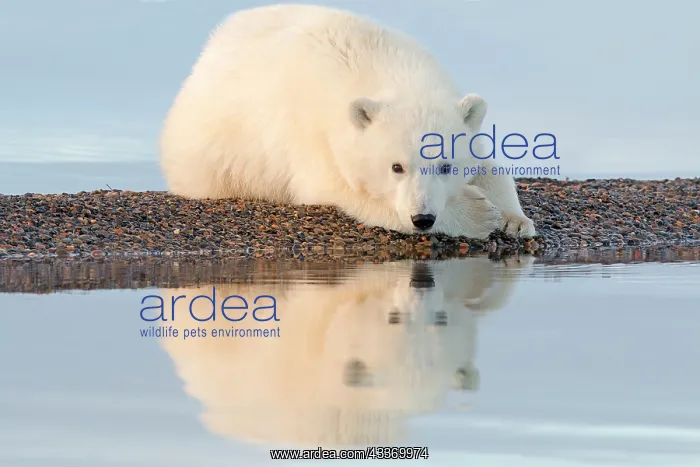 : Polar Bear - yearling along a barrier island outside : Polar Bear - yearling along a barrier island outside