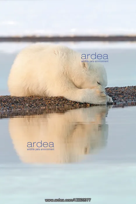 : Polar Bear - yearling along a barrier island outside : Polar Bear - yearling along a barrier island outside