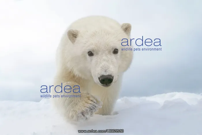 : Polar Bear - yearling along a barrier island outside : Polar Bear - yearling along a barrier island outside