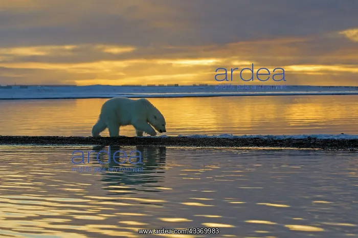 : Polar Bear - yearling along a barrier island outside : Polar Bear - yearling along a barrier island outside