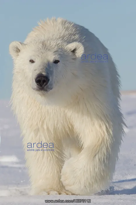 : Polar Bear - yearling along a barrier island outside : Polar Bear - yearling along a barrier island outside