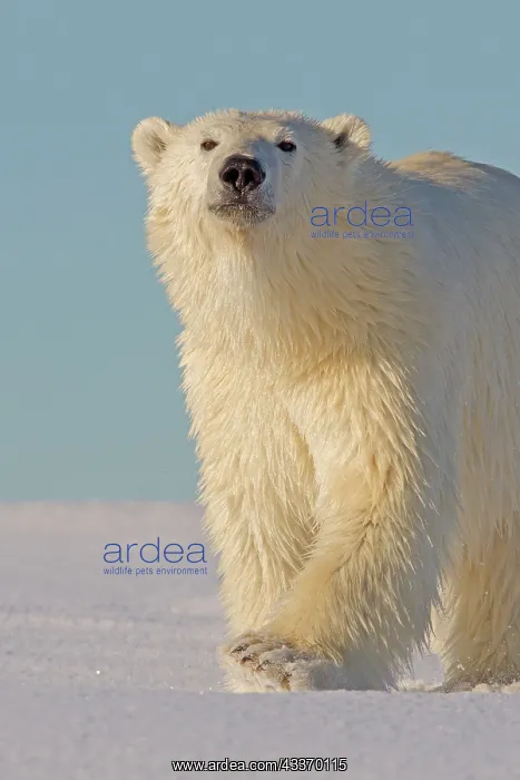 : Polar Bear - yearling along a barrier island outside : Polar Bear - yearling along a barrier island outside