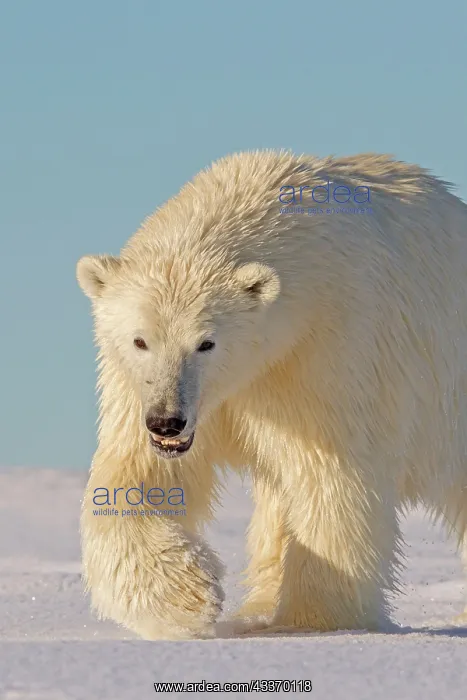 : Polar Bear - yearling along a barrier island outside : Polar Bear - yearling along a barrier island outside