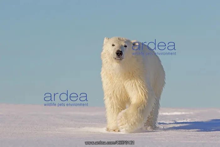: Polar Bear - yearling along a barrier island outside : Polar Bear - yearling along a barrier island outside