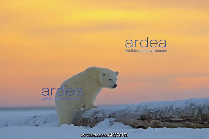 : Polar Bear - yearling along a barrier island outside : Polar Bear - yearling along a barrier island outside