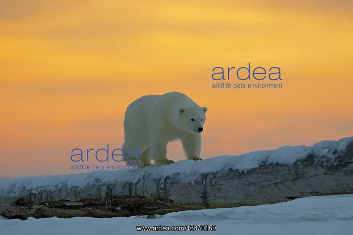 : Polar Bear - yearling along a barrier island outside : Polar Bear - yearling along a barrier island outside