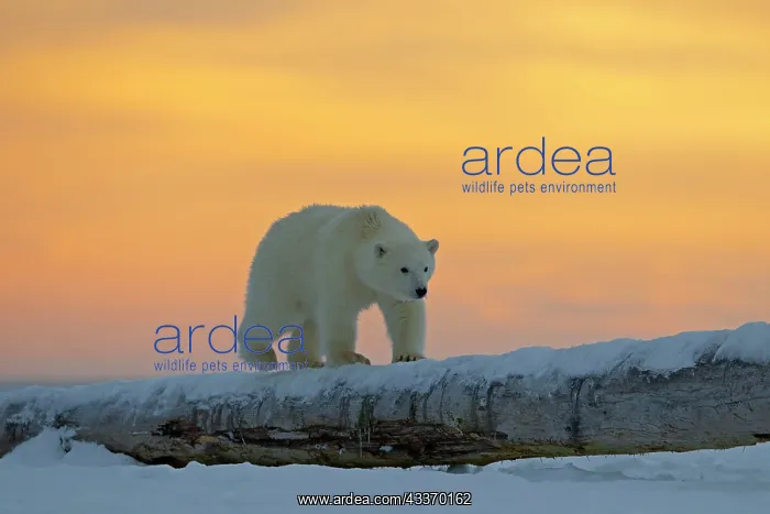 : Polar Bear - yearling along a barrier island outside : Polar Bear - yearling along a barrier island outside
