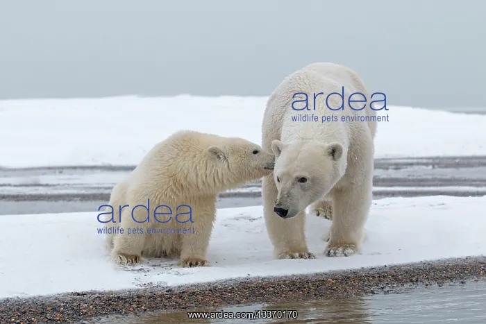 : Polar Bear - yearling along a barrier island outside : Polar Bear - yearling along a barrier island outside