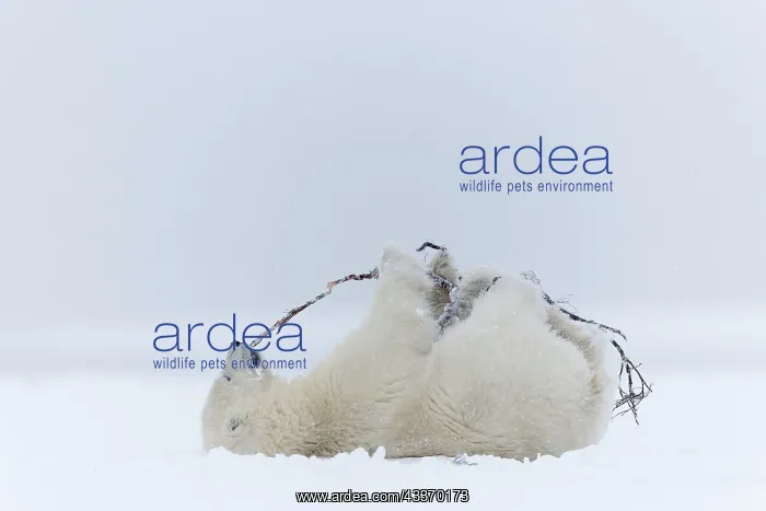 : Polar Bear - yearling along a barrier island outside : Polar Bear - yearling along a barrier island outside