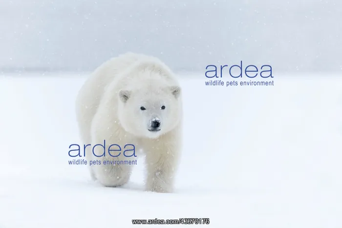 : Polar Bear - yearling along a barrier island outside : Polar Bear - yearling along a barrier island outside